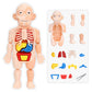 Human Anatomy Educational Puzzle